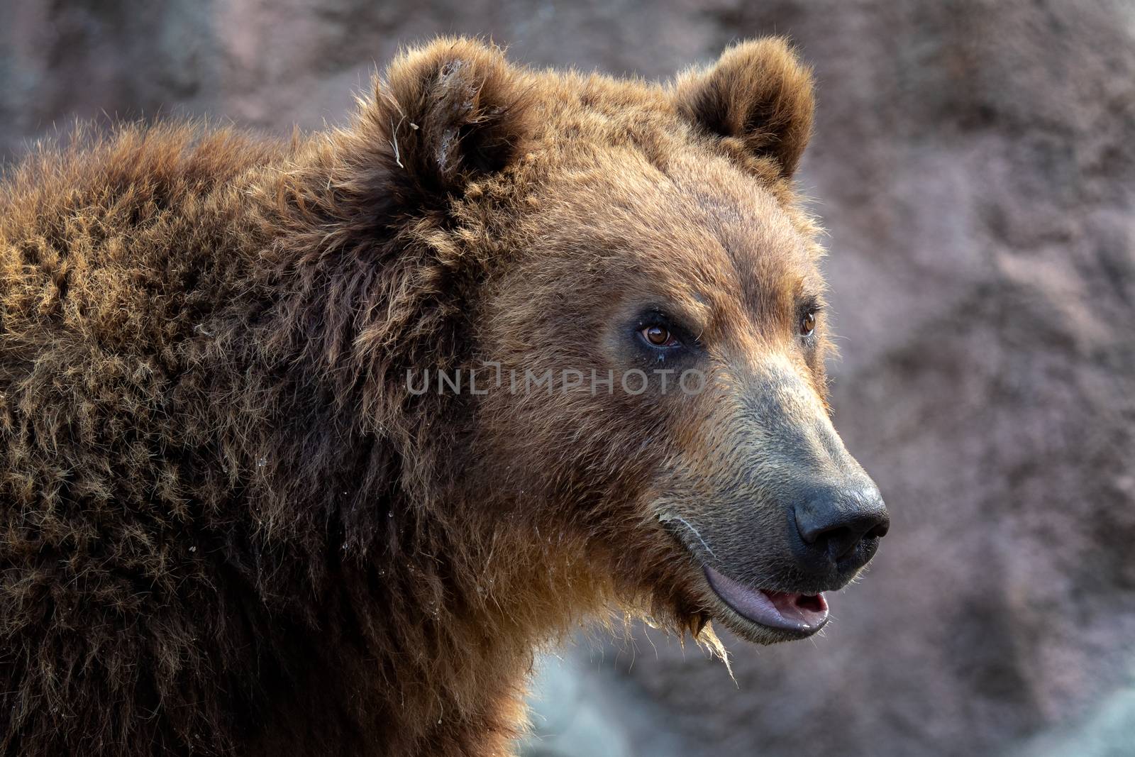 Portrait of brown bear (Ursus arctos beringianus). Kamchatka brown bear.