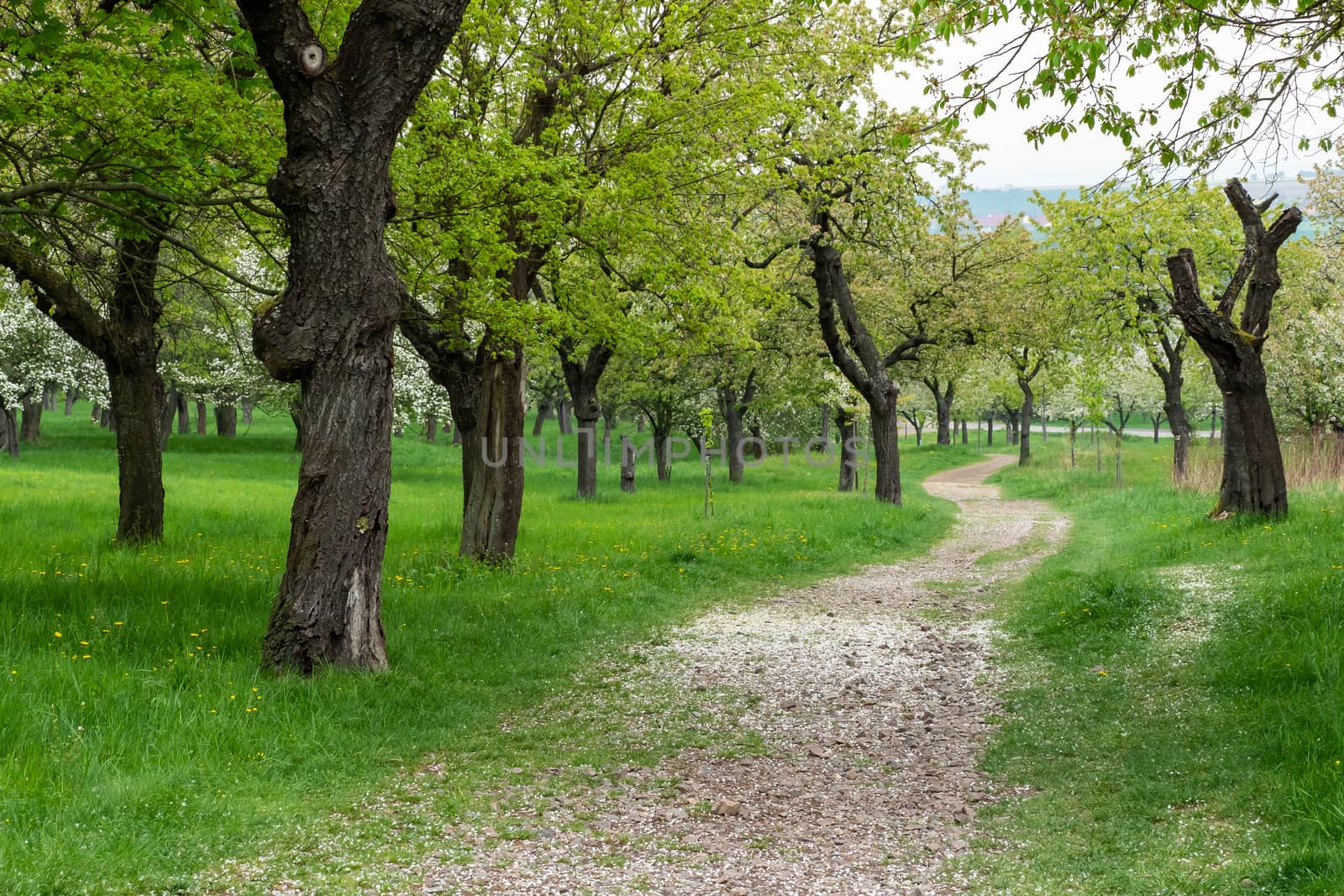 Park trail between blooming cherry trees in spring. Park with flowering trees and green grass.