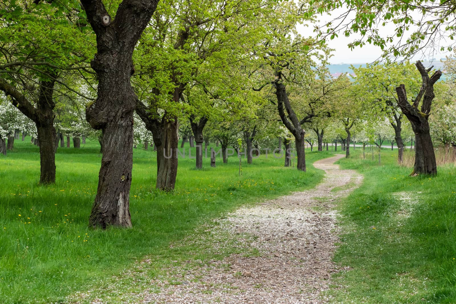 Park trail between blooming cherry trees in spring. Park with fl by xtrekx