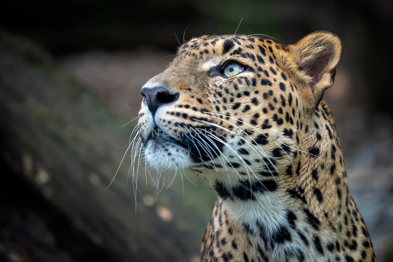 Ceylon leopard, Panthera pardus kotiya, Big spotted cat  by xtrekx