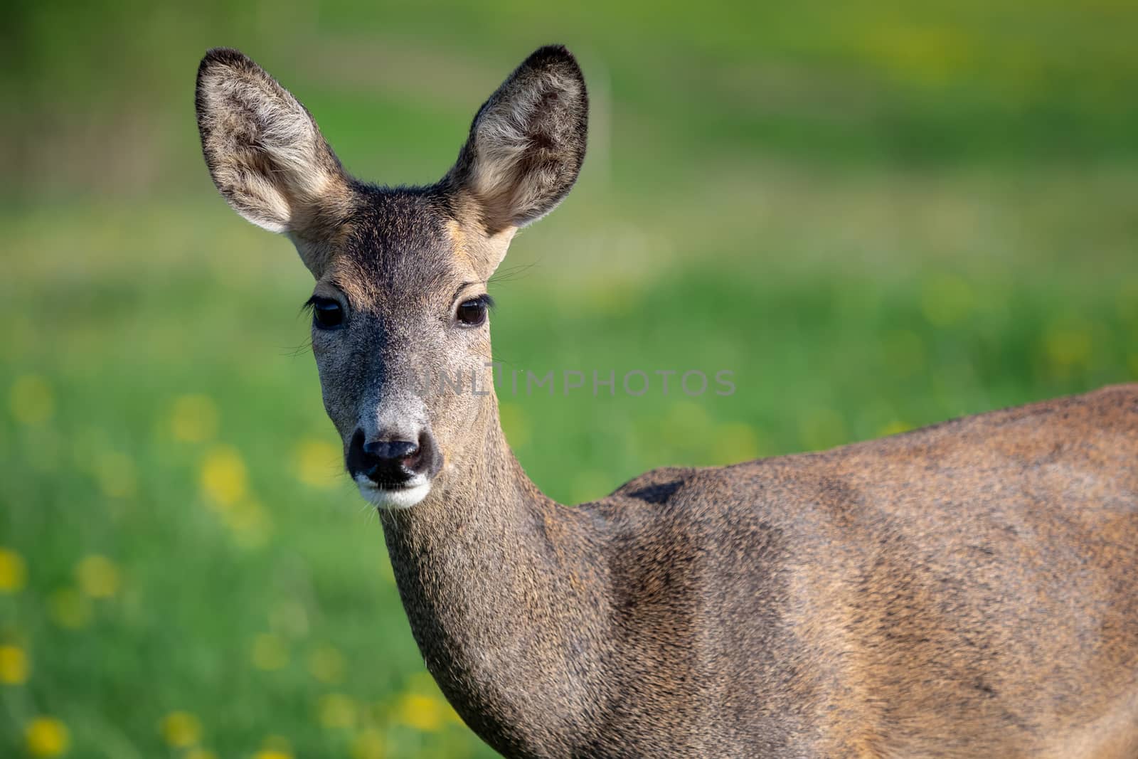 Roe deer in grass, Capreolus capreolus. Wild roe deer in spring nature.