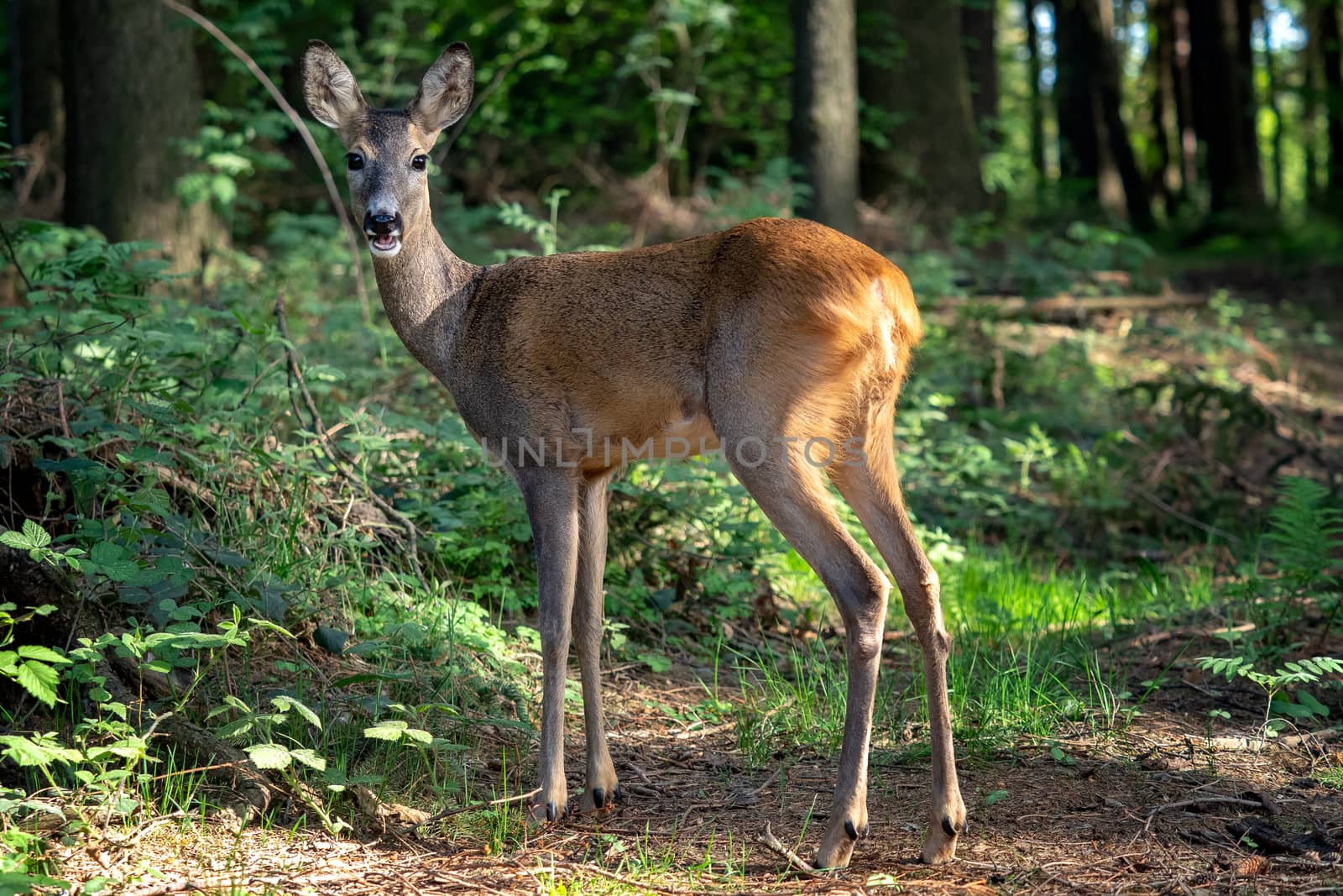 Roe deer in forest, Capreolus capreolus. Wild roe deer in nature by xtrekx