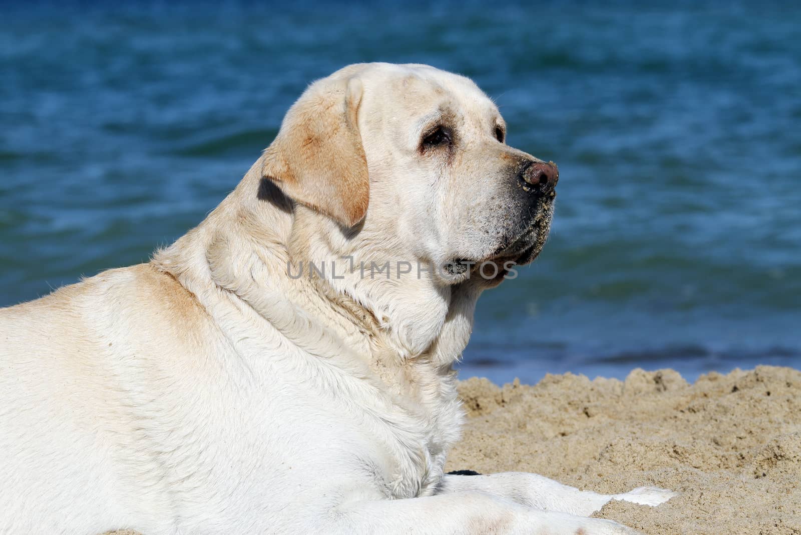 a sweet yellow labrador playing at the sea in summer portrait