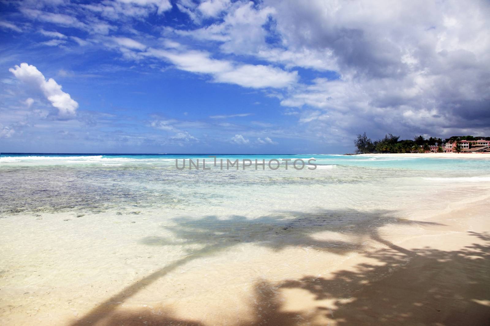 Tropical beach with a palm tree in Barbados