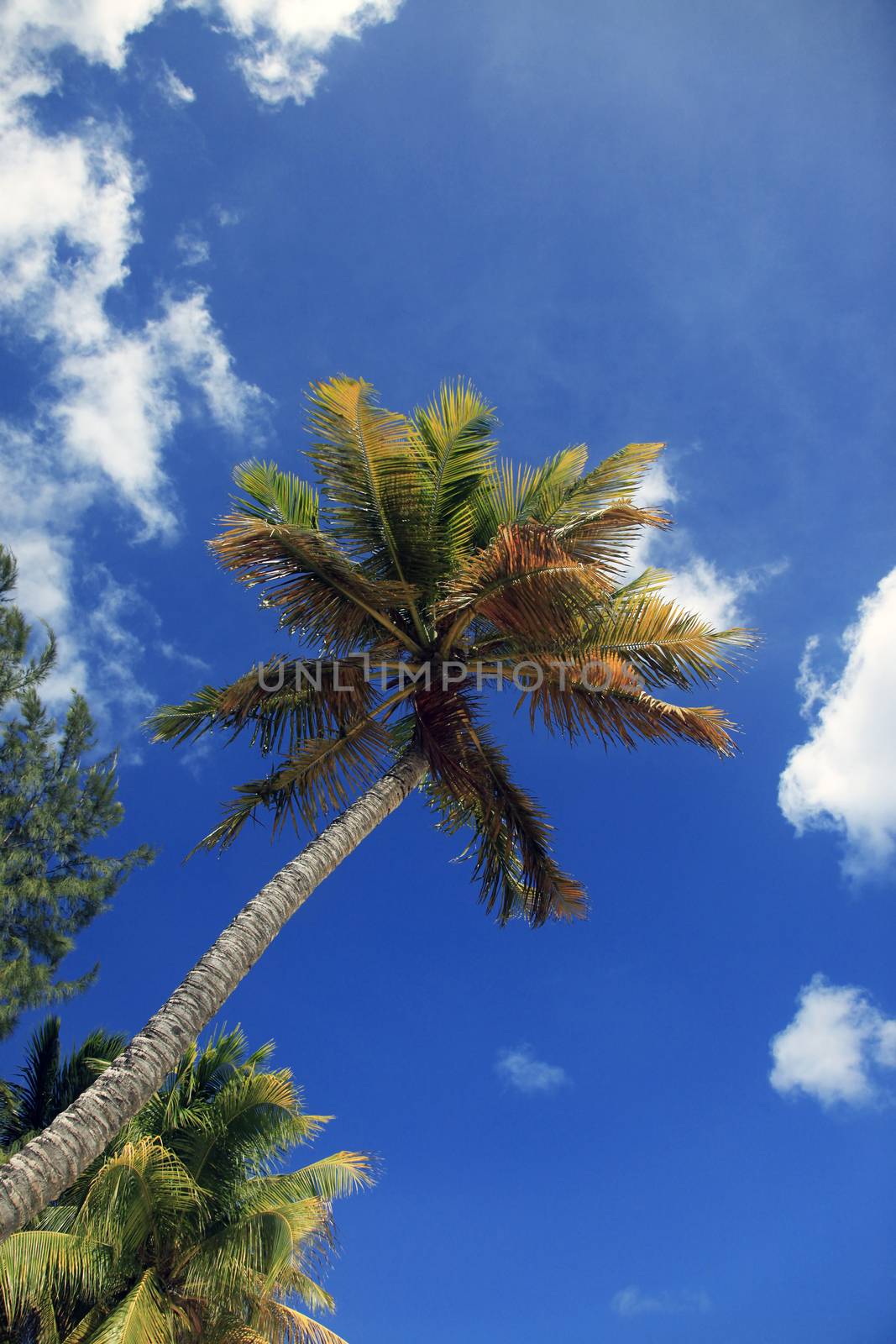 View of nice tropical beach with palm on sunset. Barbados