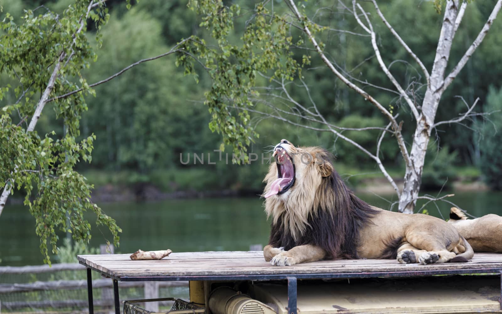 roaring lion on roof of safari car with a female lion next to him