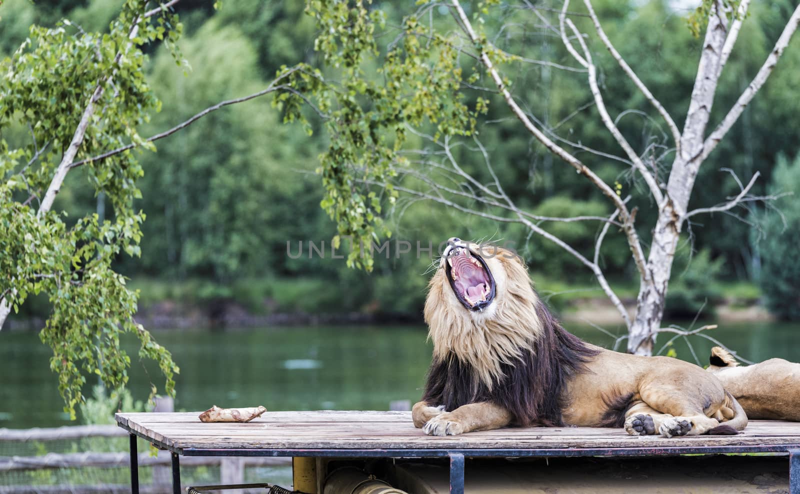 roaring lion on roof of safari car with a female lion next to him