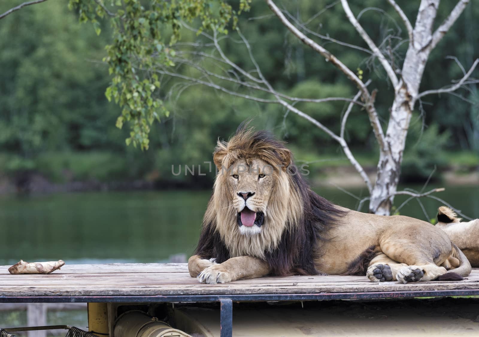 african male lion on roof of safari car with a female lion next to him