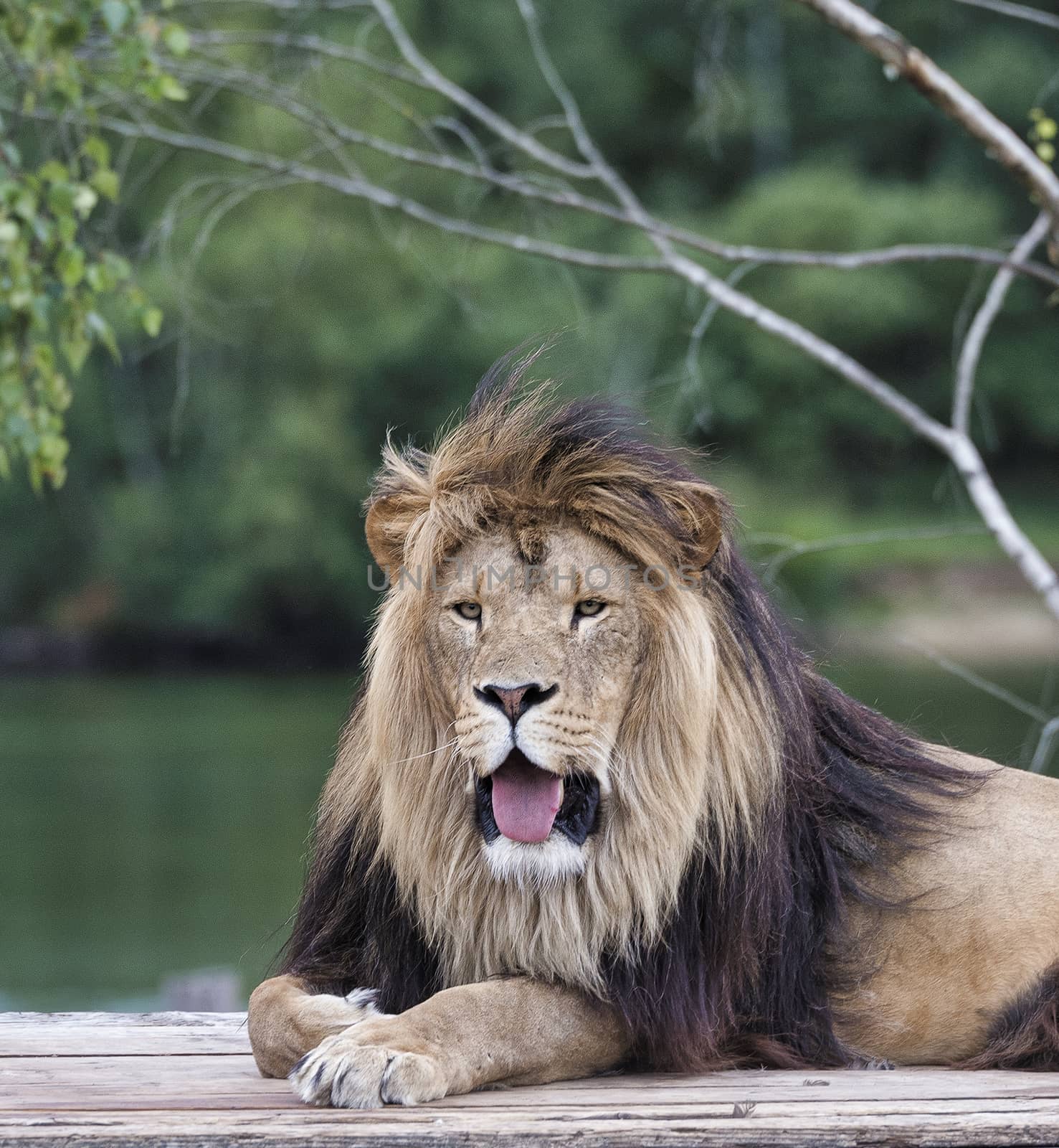 african male lion on roof of safari car with a female lion next to him