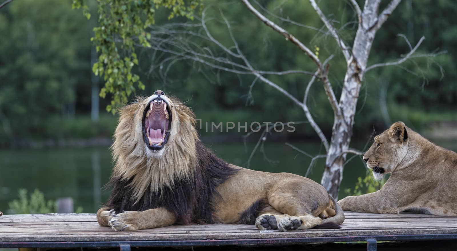 roaring lion on roof of safari car with a female lion next to him