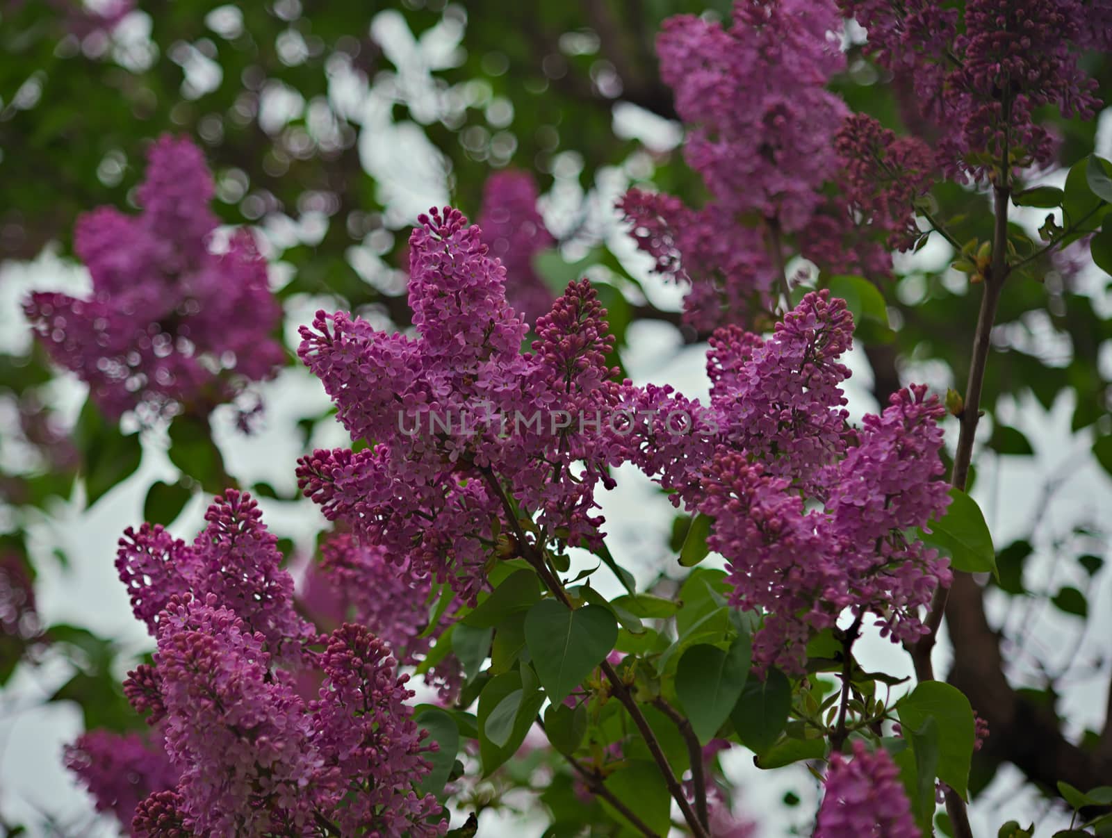 Lilac tree blooming violet flowers during spring time