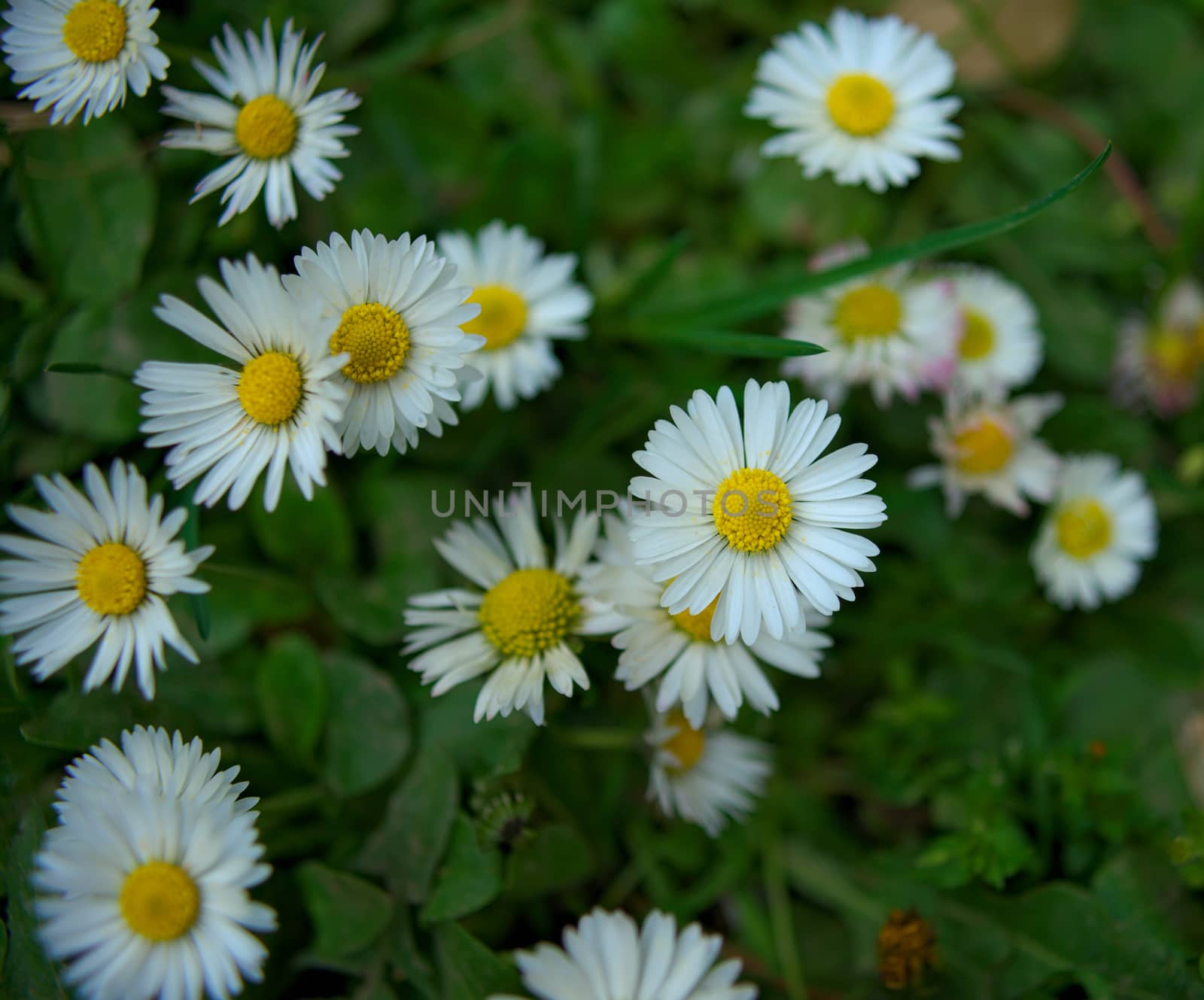 Daisy blooming flowers in grass field, spring time