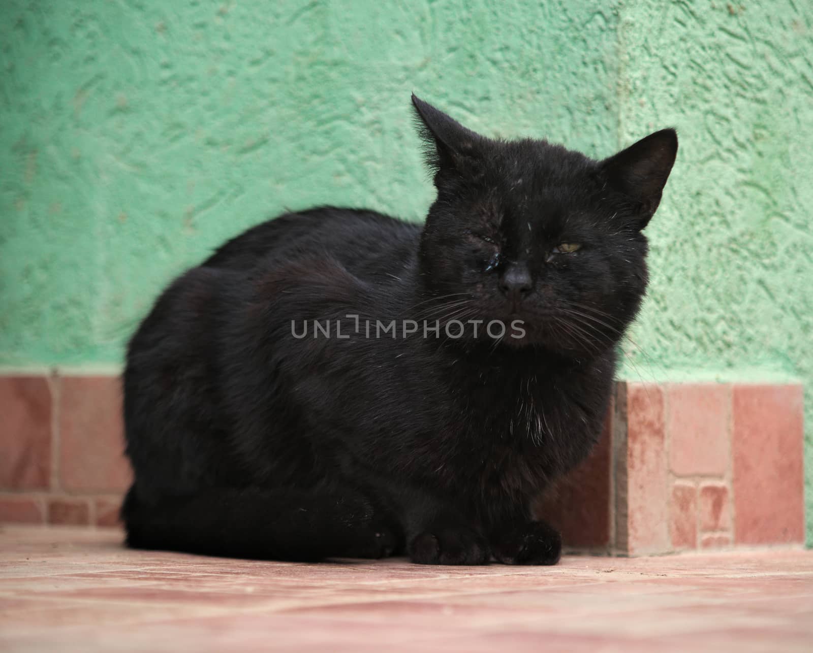 Black male cat sitting on ceramic tiles in front of green wall by sheriffkule