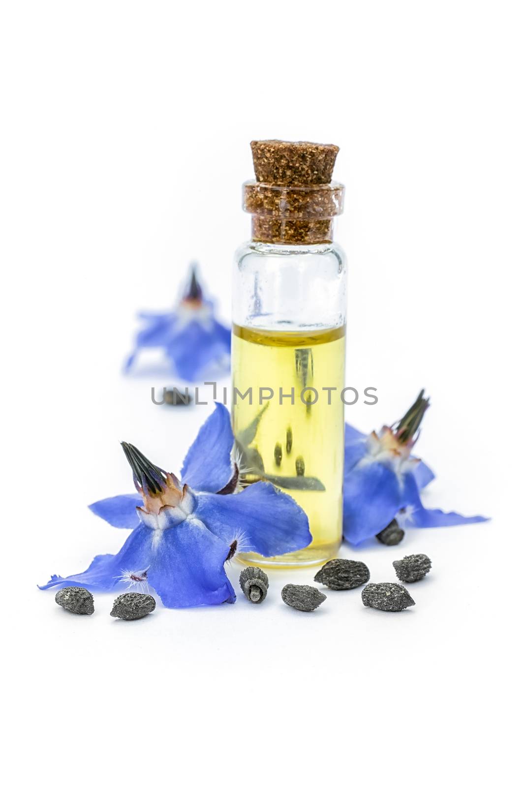 Borage oil (Borago officinalis); flowers and seeds on white back by vainillaychile