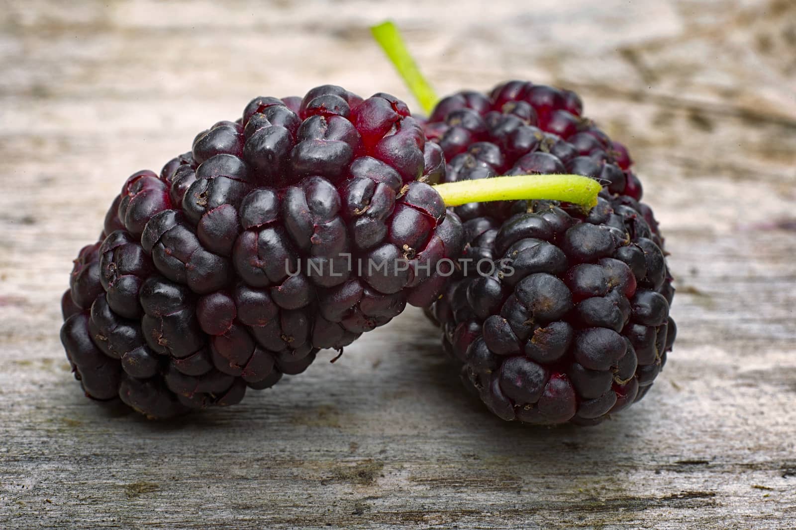 Black mulberry  (Morus nigra), two berries on the wood table
