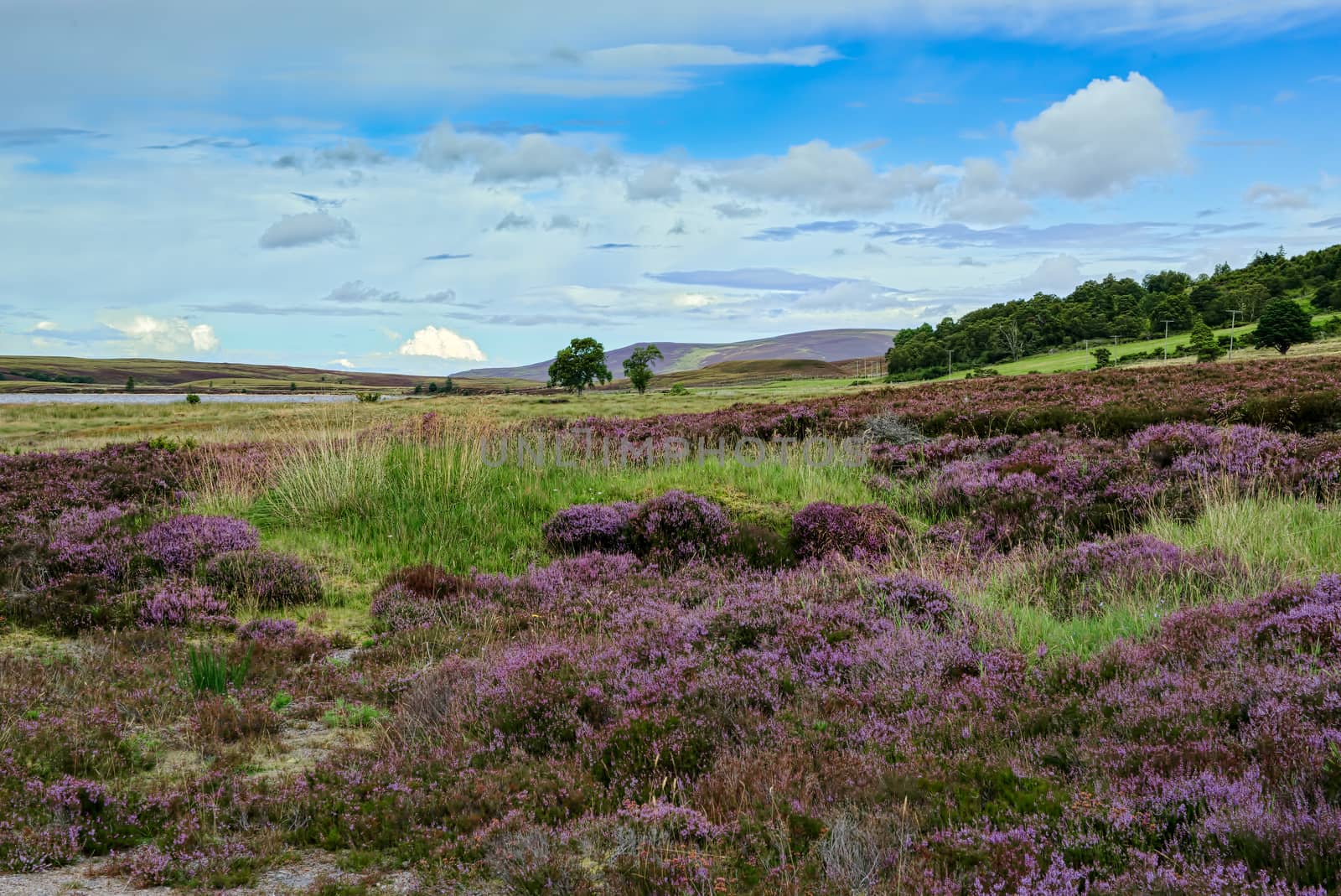 Countryside at Lochindorb by phil_bird