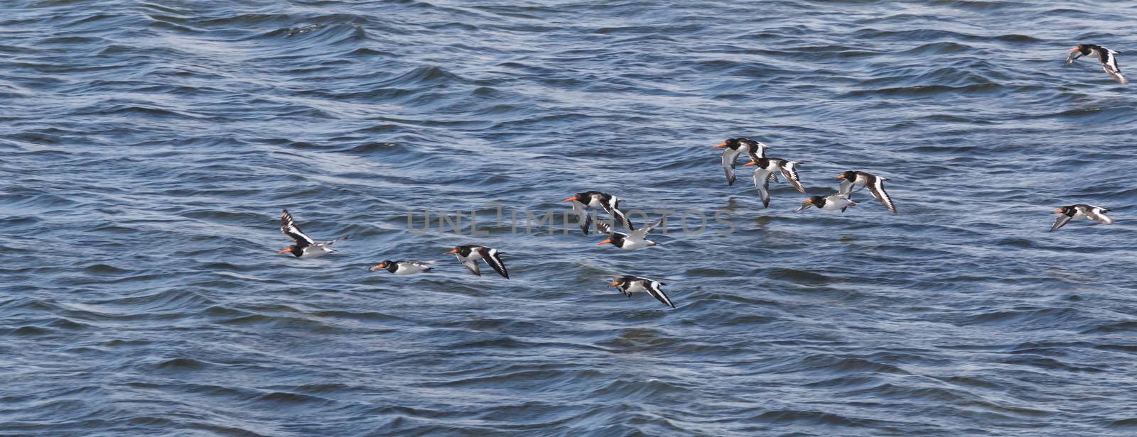 Oystercatchers (haematopus ostralegus)  flying along the Moray F by phil_bird