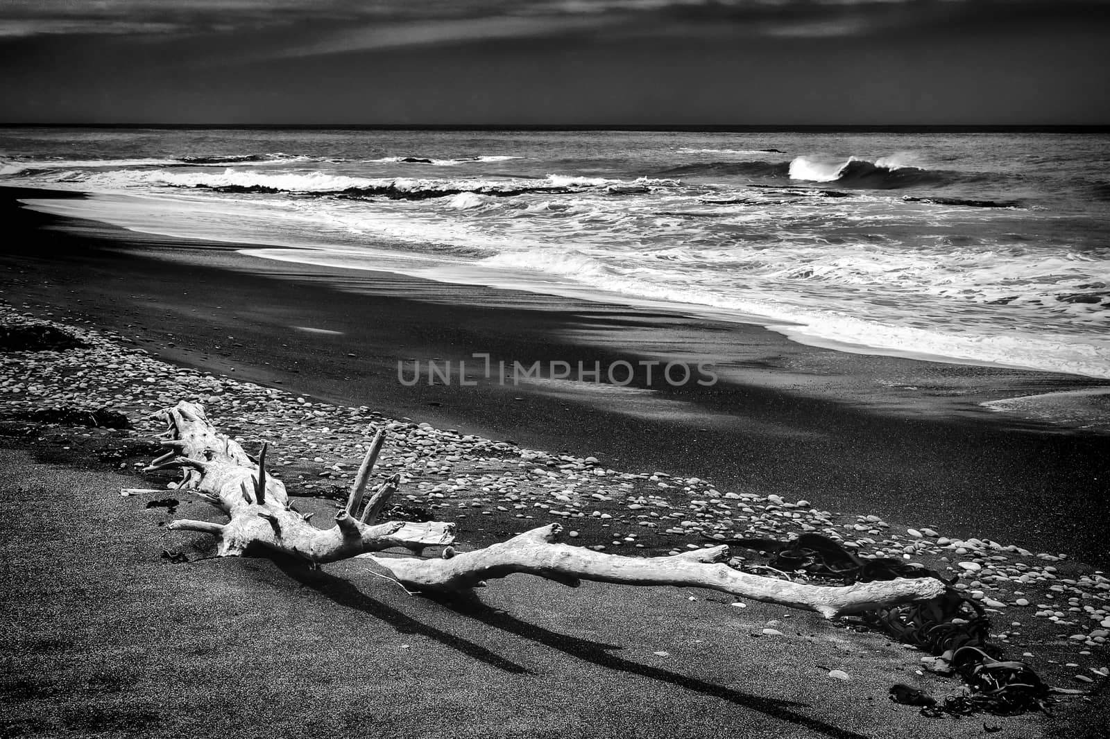 Driftwood on Rarangi Beach