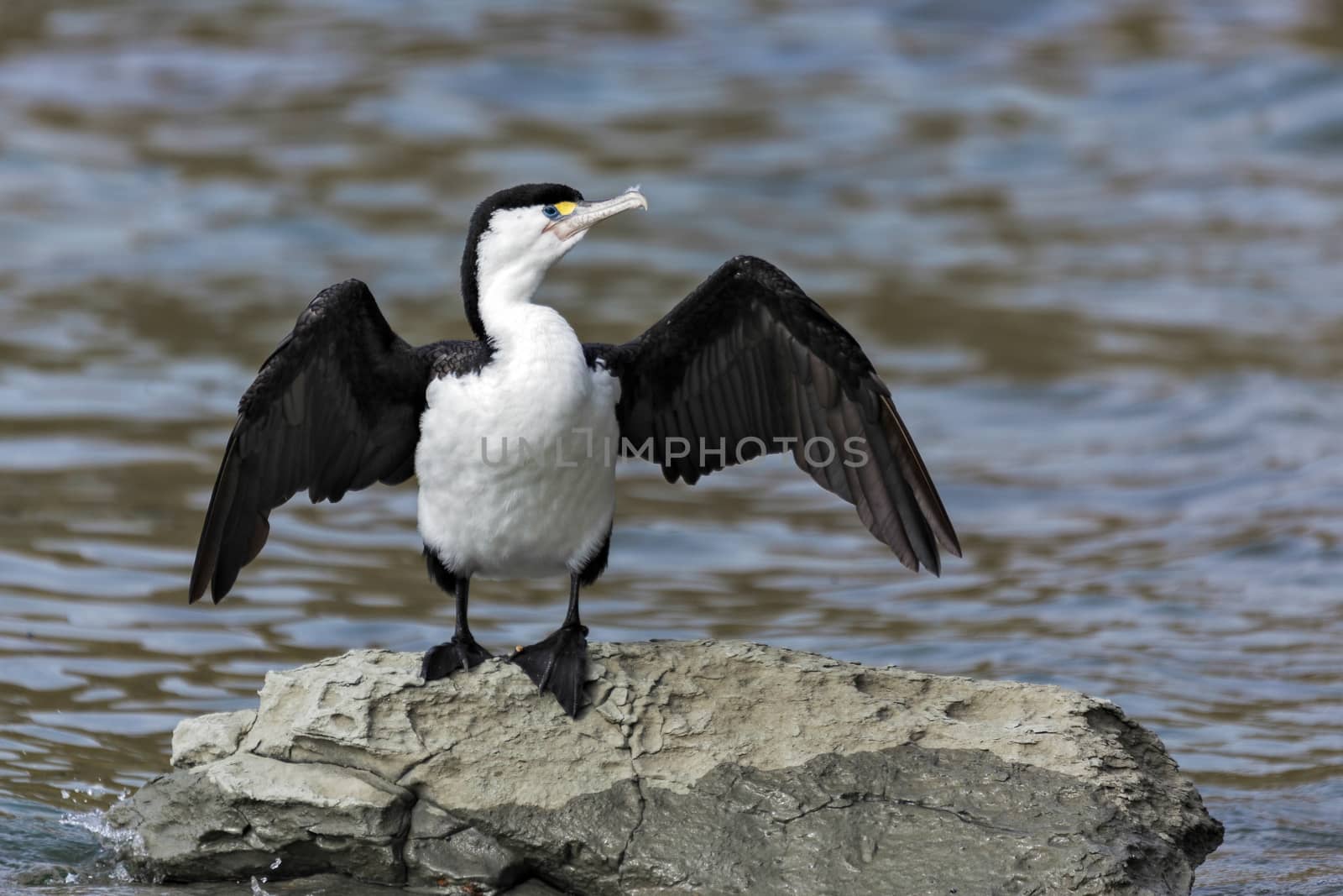 Pied Cormorant (Phalacrocorax varius)