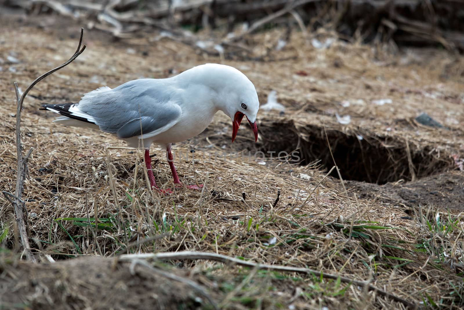 Red-billed Gull (Chroicocephalus scopulinus)