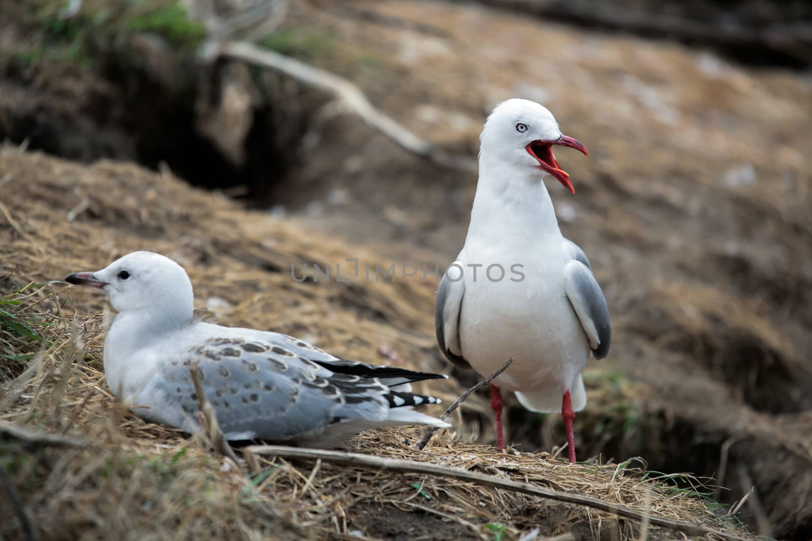 Red-billed Gull (Chroicocephalus scopulinus) by phil_bird