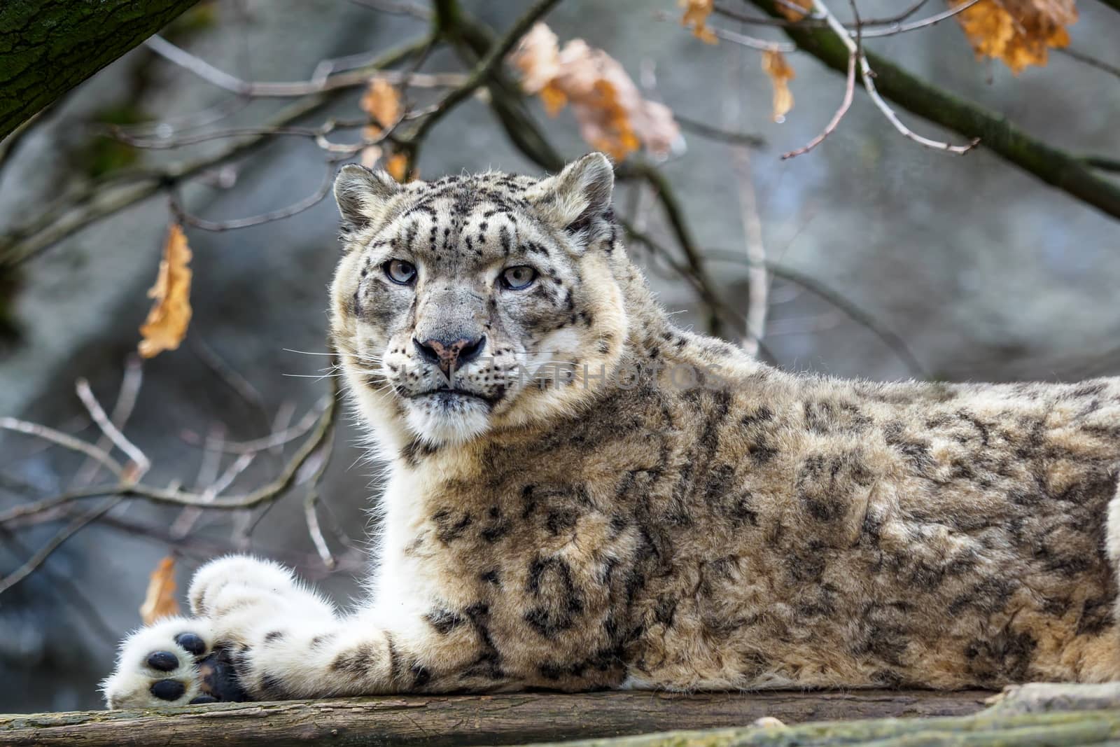 Snow leopard - Irbis (Panthera uncia).