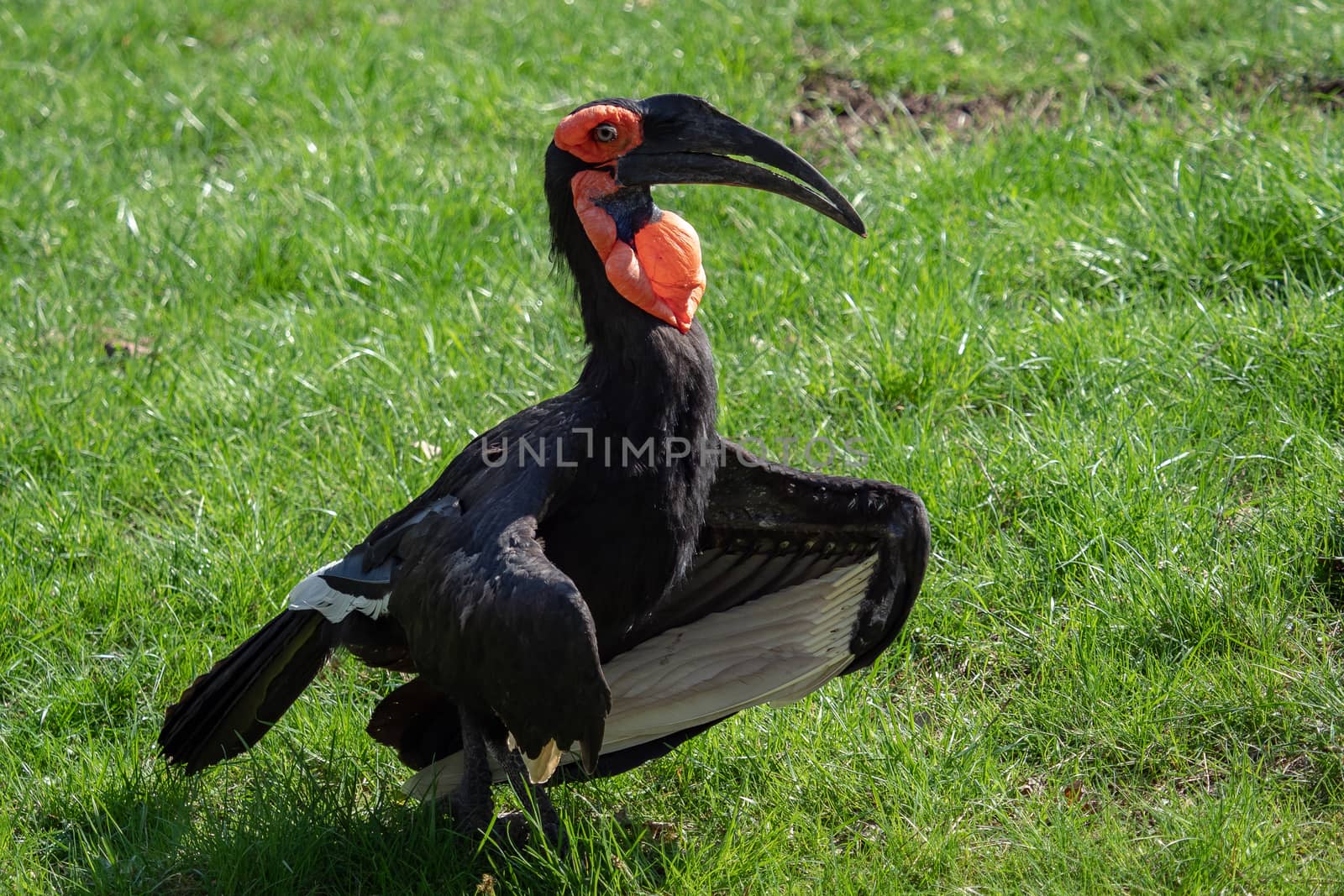 The southern ground hornbill bird, Latin name Bucorvus leadbeateri.