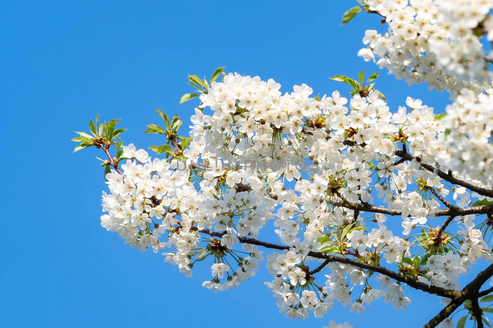 Spring blossom cherry tree flowers and blue sky
