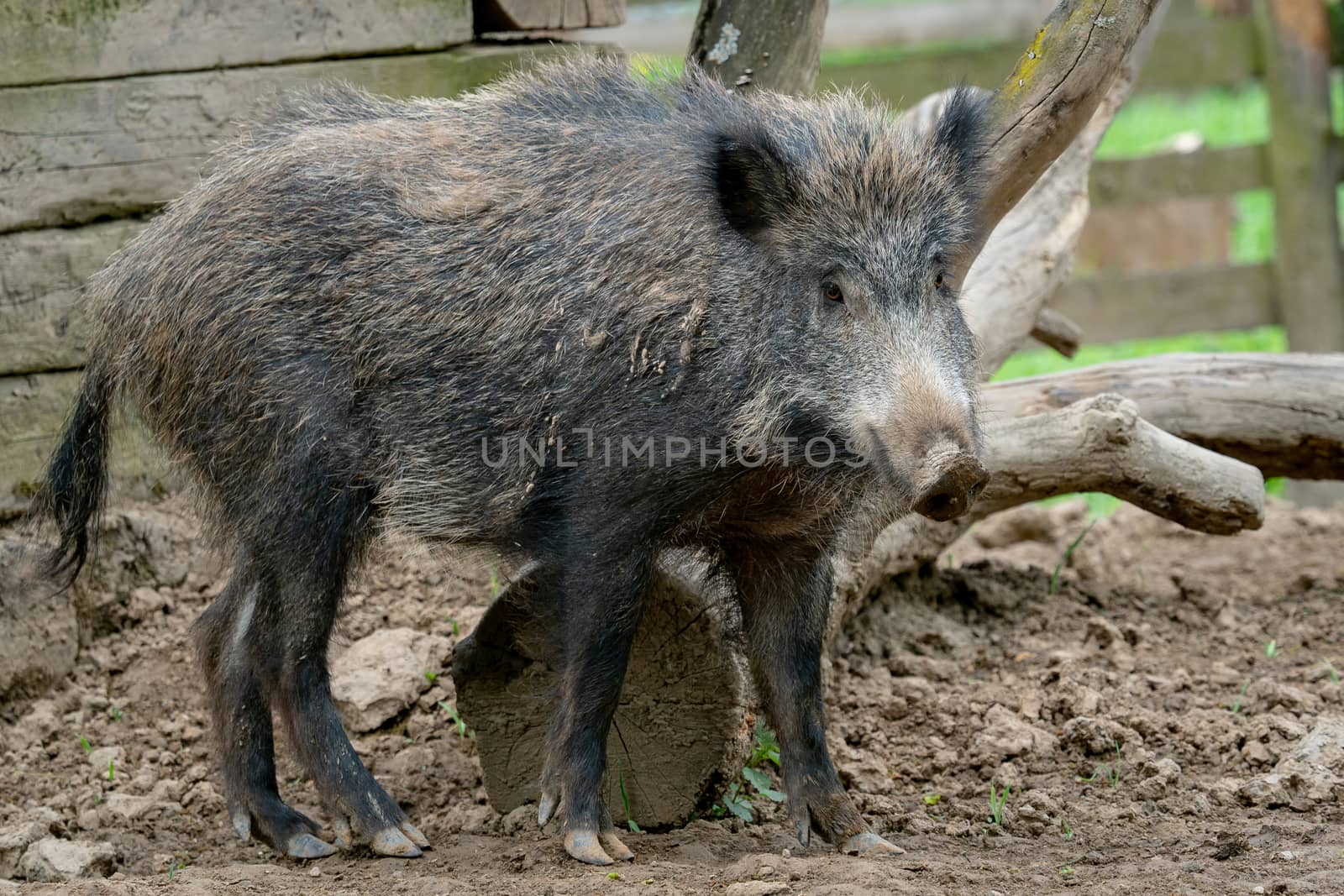 Big wild boar (Sus scrofa)  by xtrekx