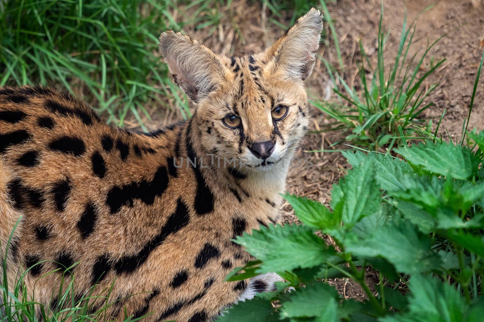 Serval cat (Leptailurus serval) beautiful animal and his portrait.