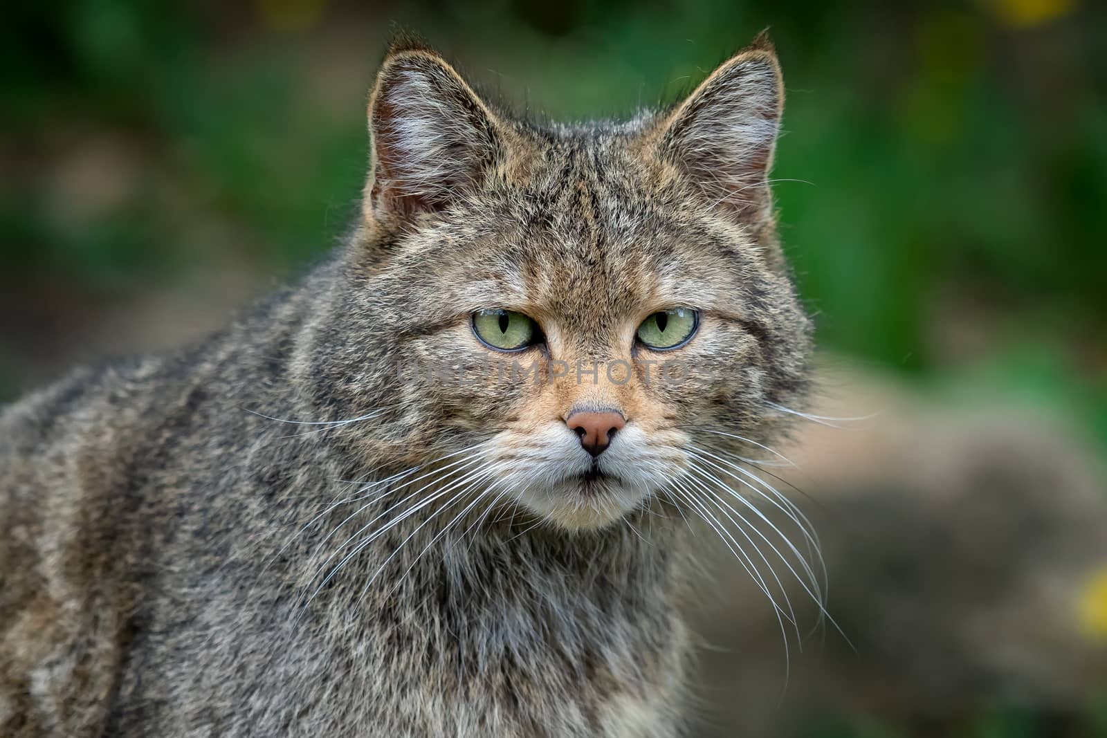 European Wild Cat (Felis silvestris)