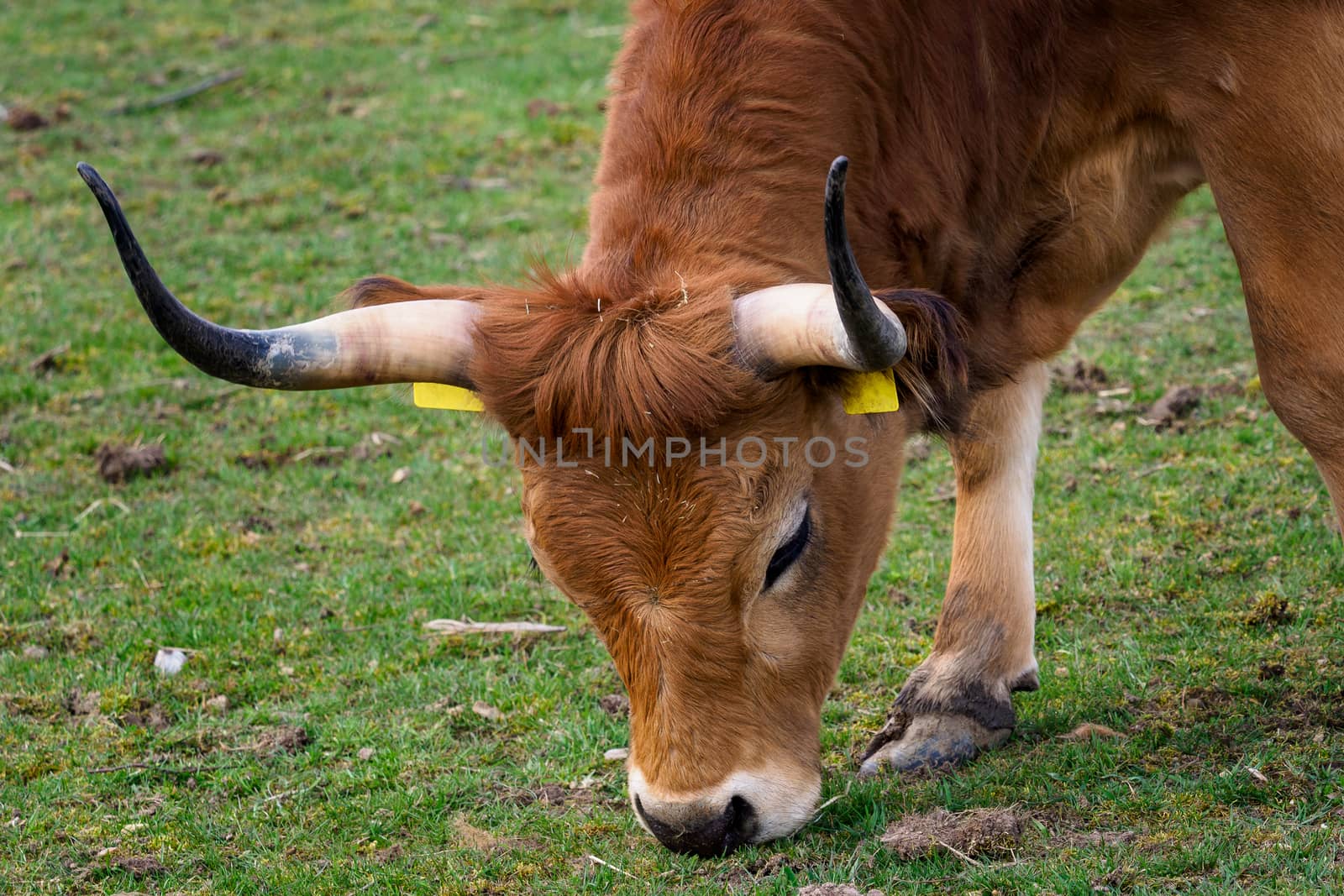 Brown bull eating grass.(Bos primigenius taurus)