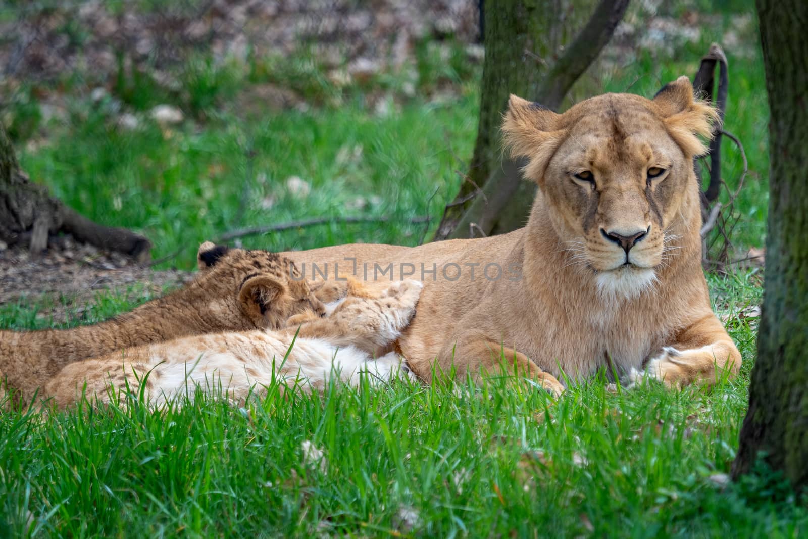 Lion mother with her young cubs. Congolese lion (Panthera leo bl by xtrekx