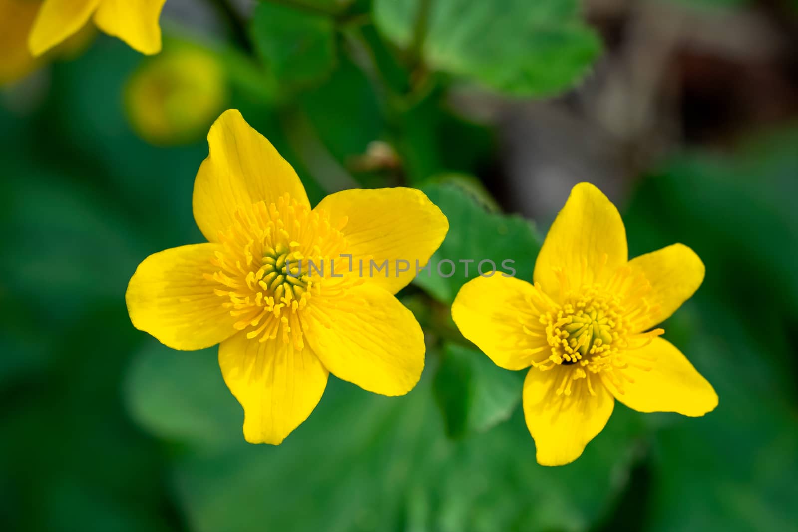 Close up of a Common Buttercup flower.