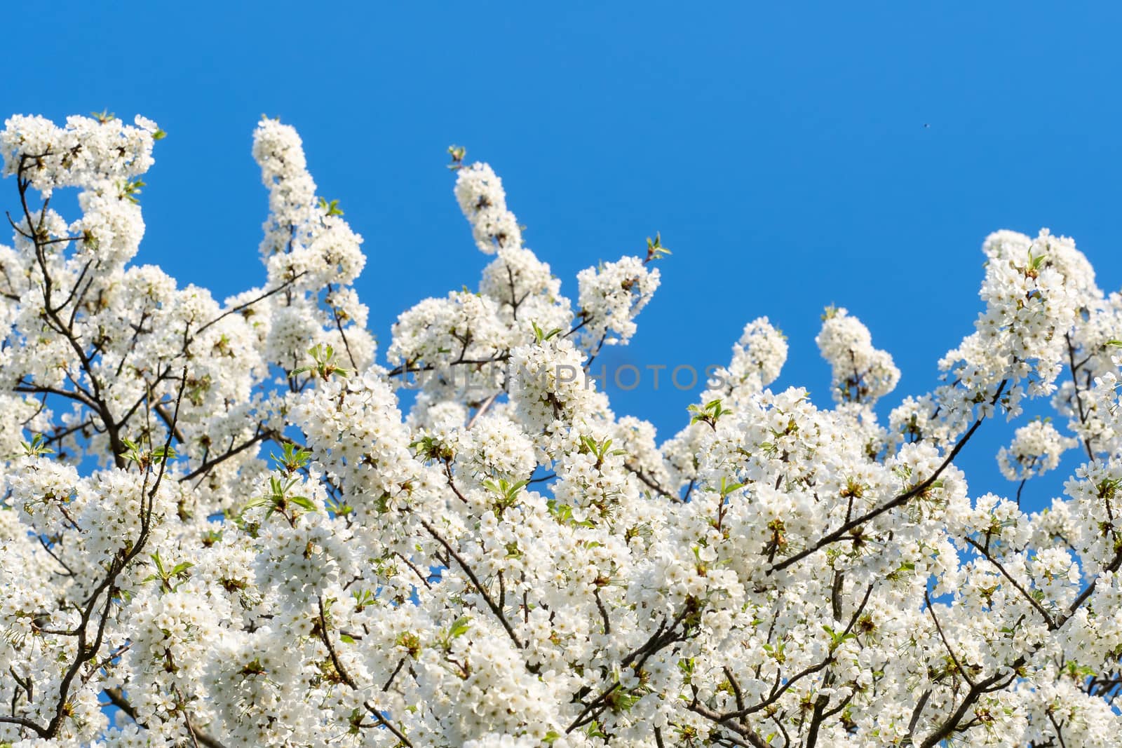 Spring blossom cherry tree flowers and blue sky