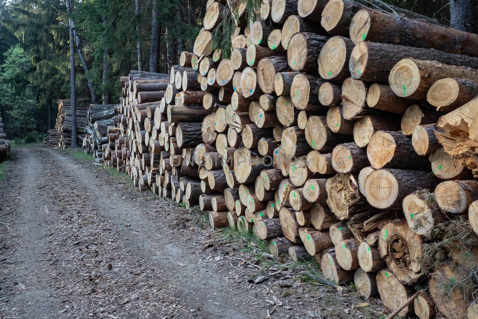 Pile of wood. A view of huge stacks of logs.