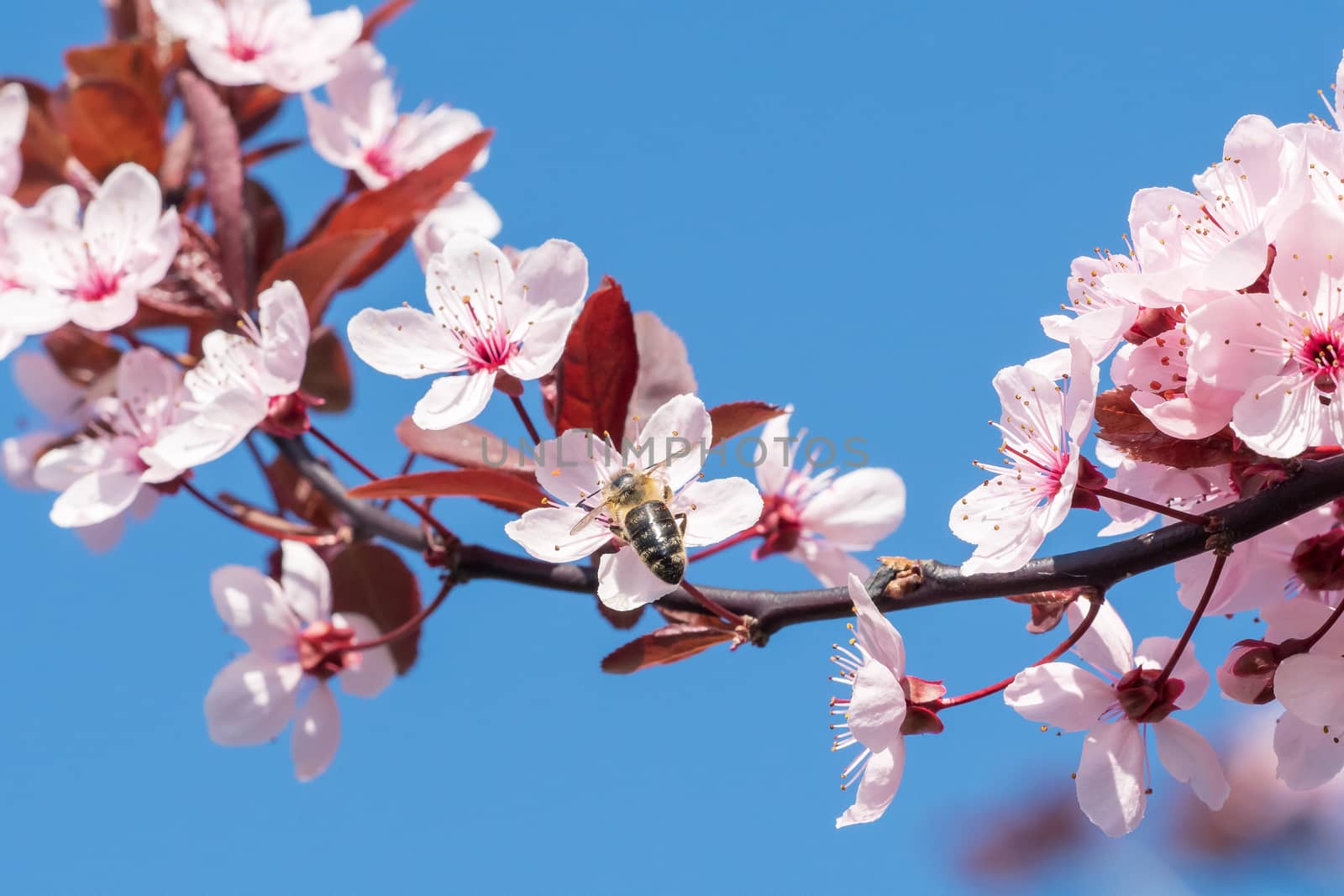 Bee on a pink cherry blossoms. Spring floral background on a blue sky. Cherry flowers blossoming in the springtime.