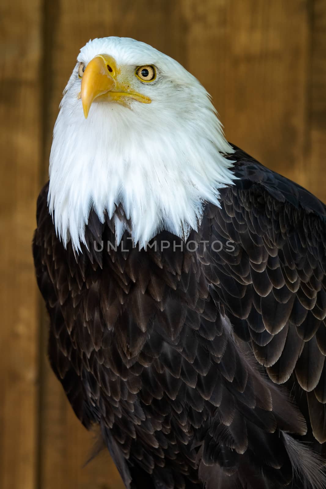 Portrait of a bald eagle (Haliaeetus leucocephalus) on brown background