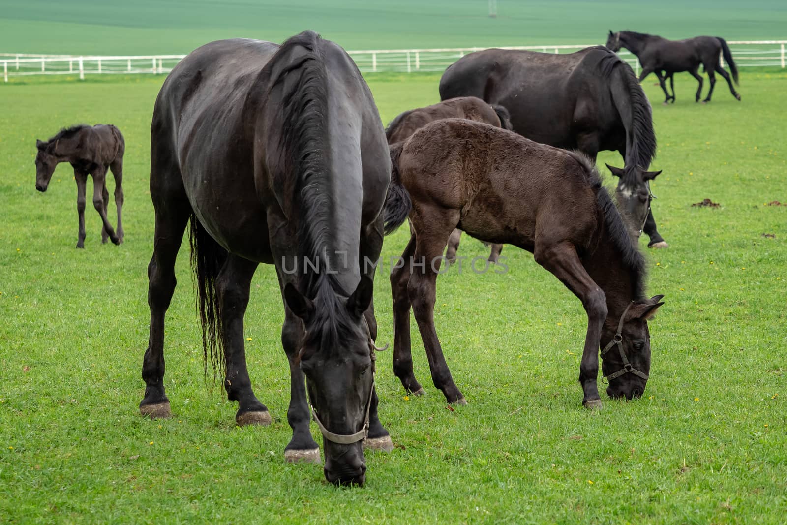 Black kladrubian horse, mare with foal