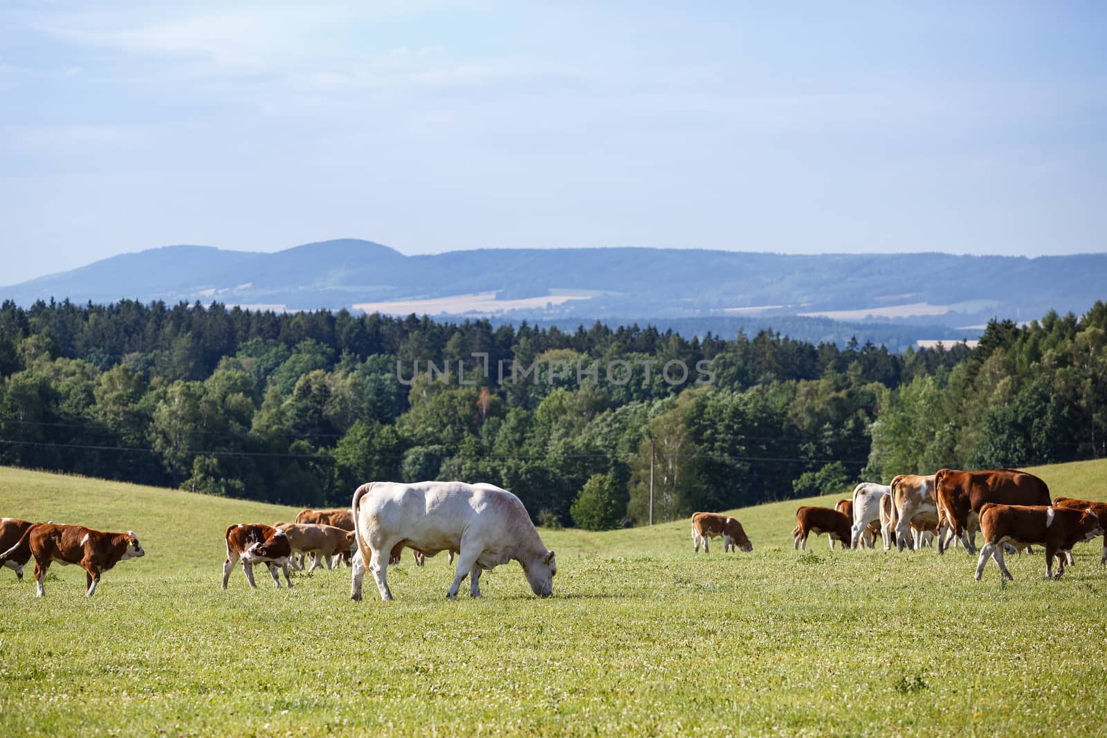 Herd of cows and calves grazing on a green meadow