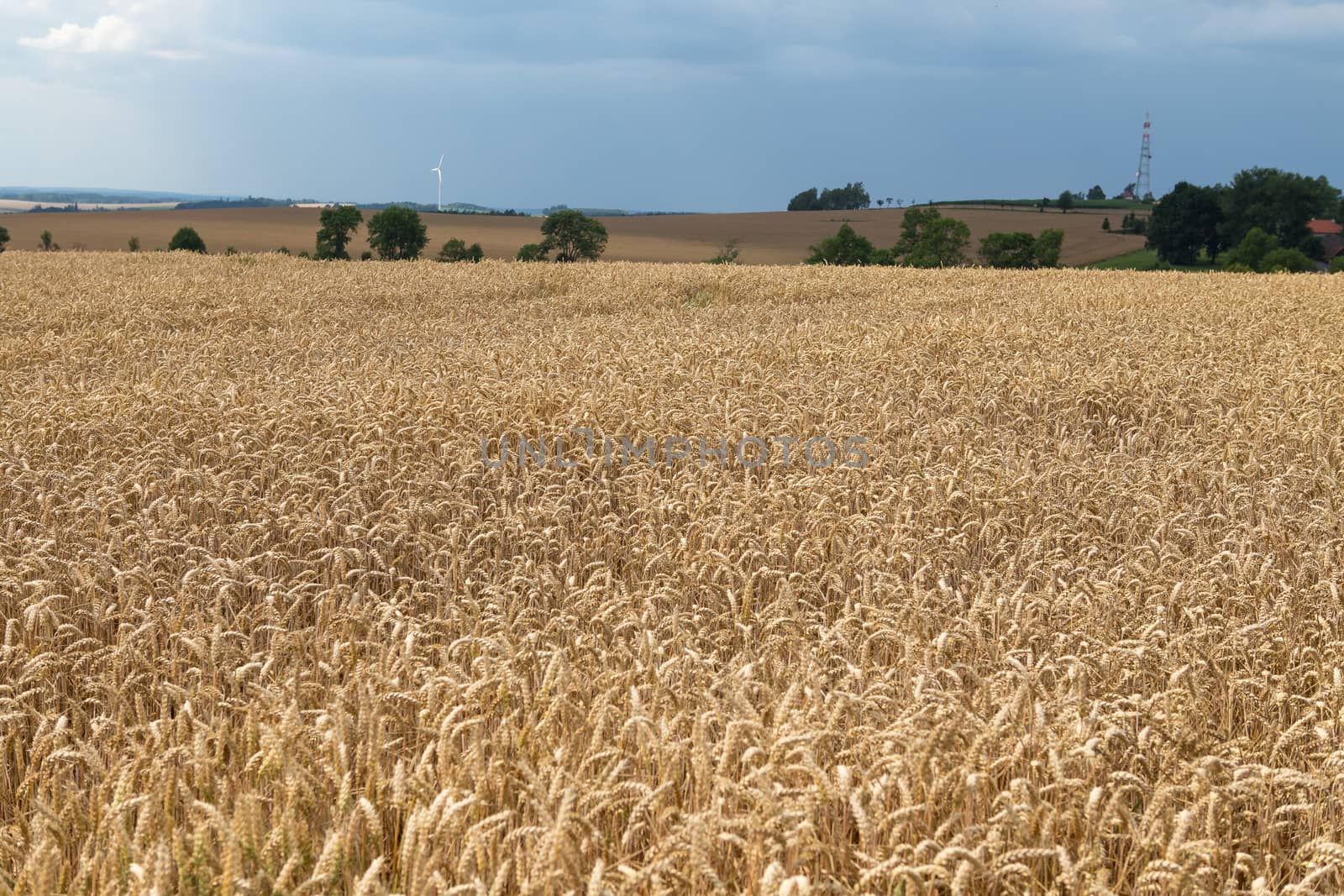 Golden ears of wheat on the field.  by xtrekx