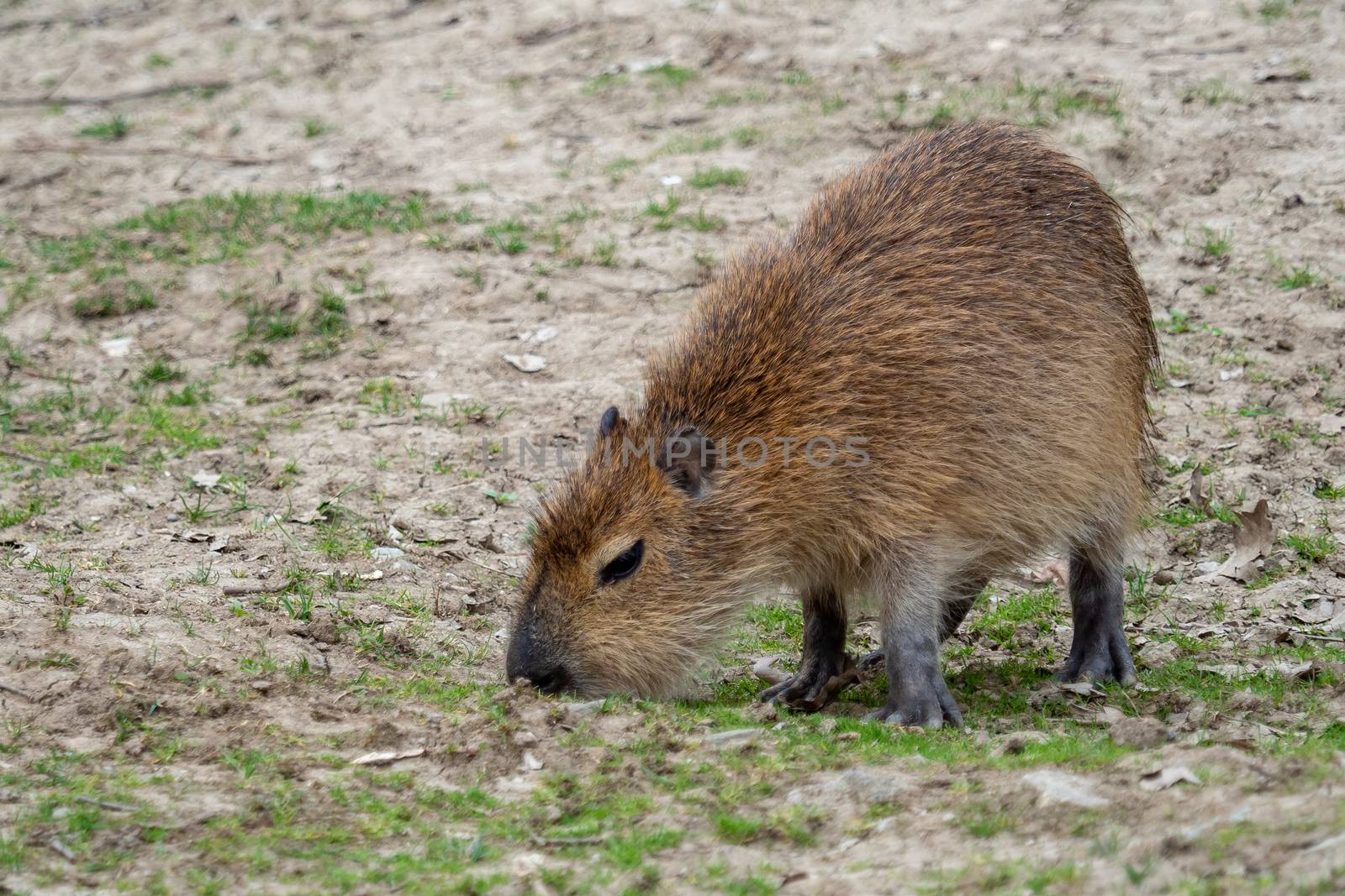 Capybara - Hydrochoerus hydrochaeris eats grass