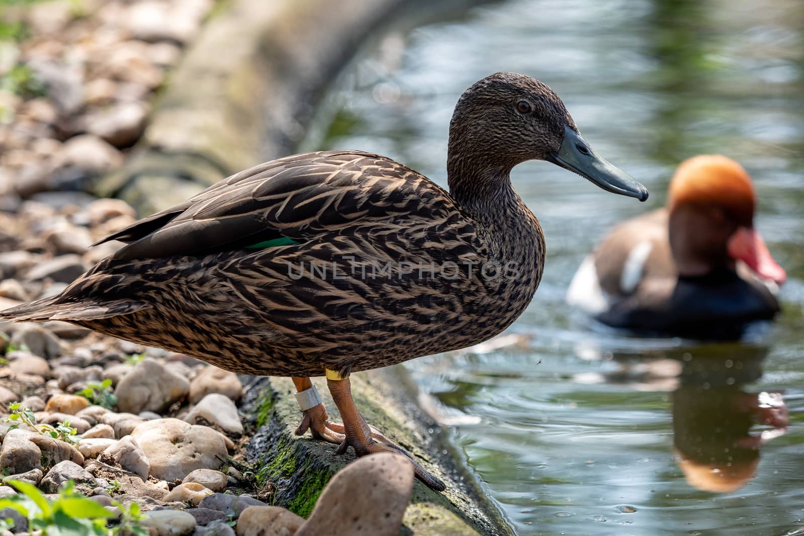 Female duck by the water. Ducks swimming on spring lake. by xtrekx