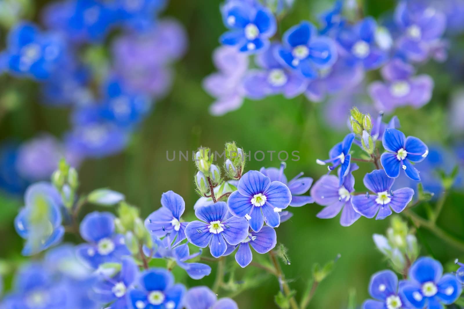 Veronica chamaedrys - blue blossoms in spring