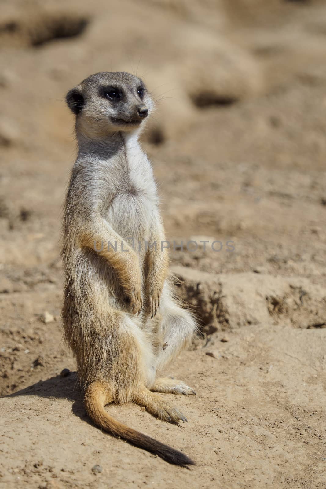 Suricata standing on a guard. Curious meerkat (Suricata suricatta).