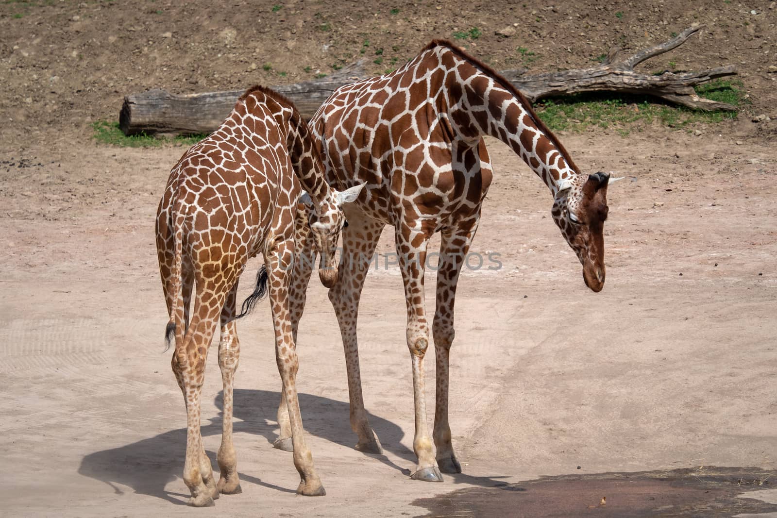 Giraffe (Giraffa camelopardalis reticulata) by xtrekx