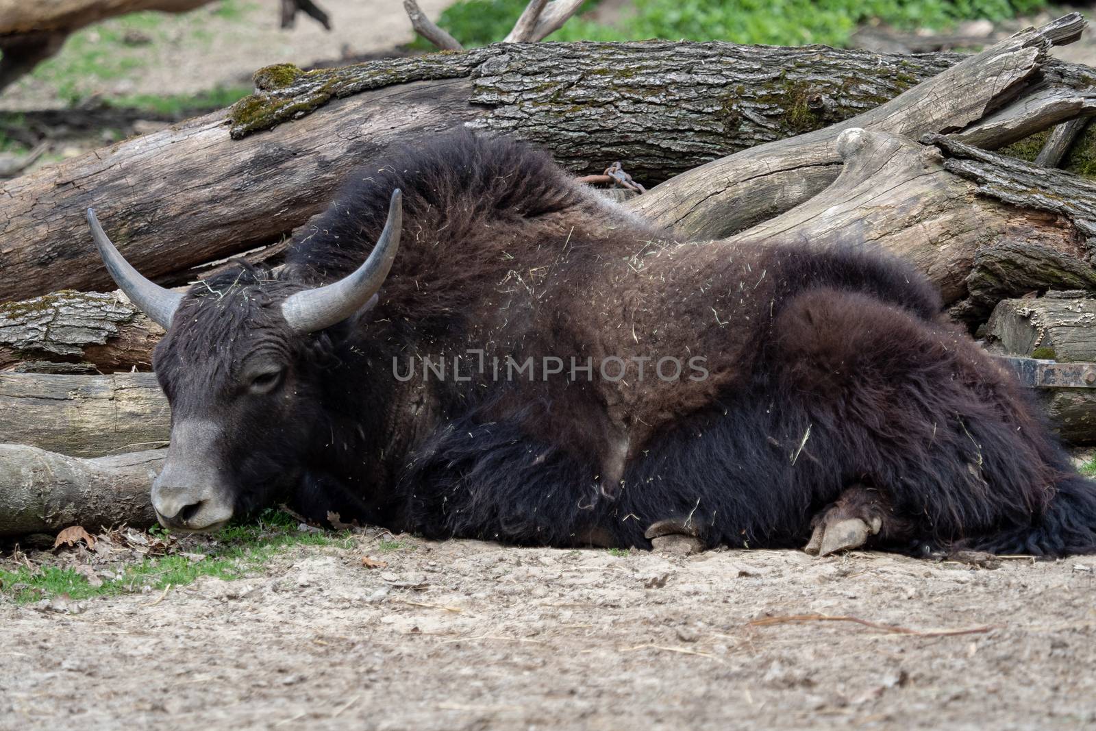 Domestic yak (Bos grunniens) which is lying