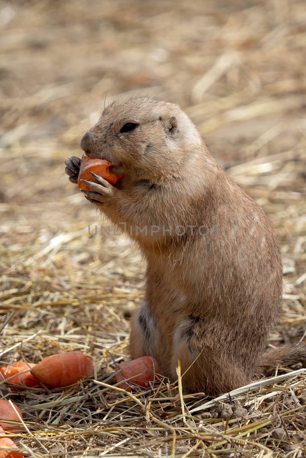 A prairie dog (Cynomys ludovicianus) is eating a carrot