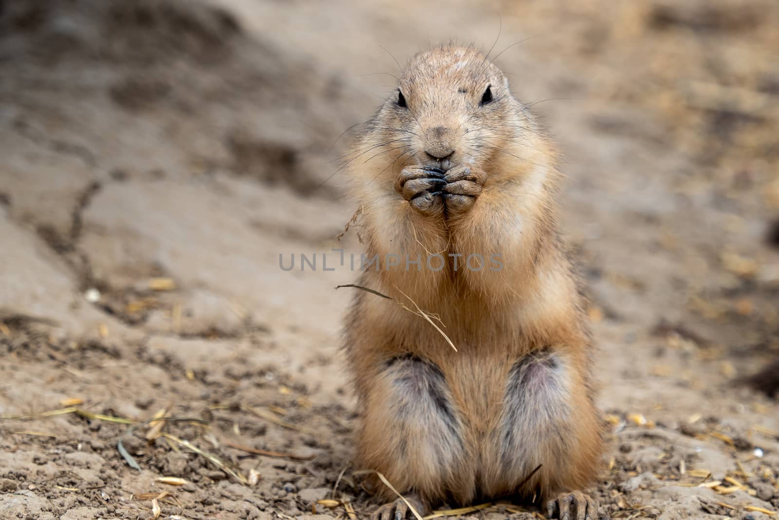 A prairie dog (Cynomys ludovicianus) standing near his burrow