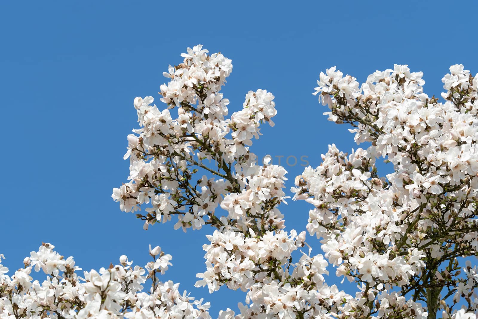 Magnolia white blossom tree flowers over blue sky. Spring floral background
